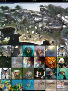 iLive_Animal_World_HD